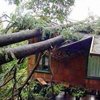 Storm Damage - American Tree Service - storm_damage