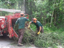 Brush Chipping - American Tree Service - brush