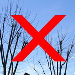 No Tree Topping - Tree Tip Center - American Tree Service - 123