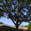 Tree Inspection New Jersey, NJ Tree Inspection Services - American Tree Service - tree_inspection