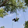 Tree Pruning New Jersey, NJ Tree Pruning - American Tree Service - tree_pruning