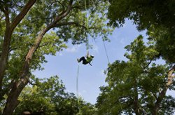 Tree Service New Jersey, Tree Removal, Stump Grinding, Firewood, Pruning – American Tree Service - _tree_climbing_01