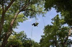 Tree Pruning New Jersey, NJ Tree Pruning - American Tree Service - _tree_climbing_01