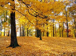 Forestry Consultation - American Tree Service - back_op_690x