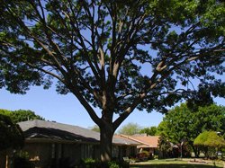 Tree Inspection New Jersey, NJ Tree Inspection Services - American Tree Service - crown
