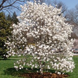 No Volcano Mulching - Tree Tip Center - American Tree Service - mulched