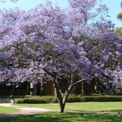 No Tree Topping - Tree Tip Center - American Tree Service - oak_trimed