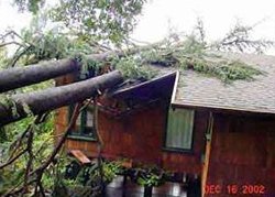 Storm Damage - American Tree Service - storm