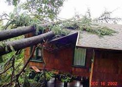 Storm Damage - American Tree Service - storm