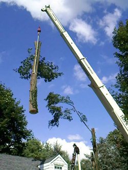 Tree Removal New Jersey, NJ Tree Removal Services New Jersey - American Tree Service - tree_removal